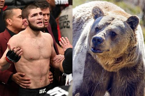 When Adult Khabib Nurmagomedov Wrestles With A Bear Again Netralnews