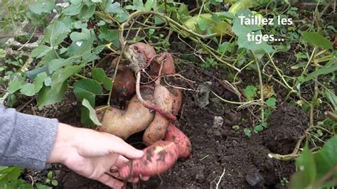 25 Récolte de la patate douce quand et comment faire YouTube