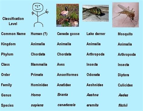 The binomial nomenclatures of common animals are listed as follows Classification of Plants and Animals