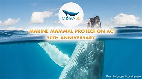 Mmpa50 Celebrating 50 Years Of The Marine Mammal Protection Act Youtube