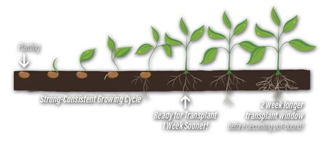 Growth Clipart Germination Growth Germination Transparent Free For