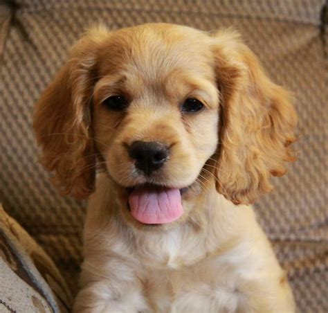 Select breeder of parti colour cocker spaniels, including tri colour. 17 Best images about Cocker Spaniel Puppies on Pinterest | American cocker spaniel, Spaniels and ...