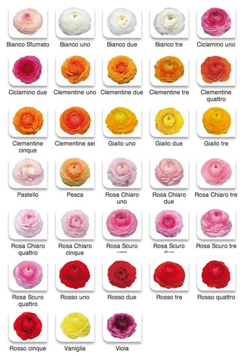 'sarah bernhardt' holds its showy blooms atop sturdy stems, lending an air of sophistication to the garden. Colors of Italian Ranunculus | Flower Types | Pinterest ...