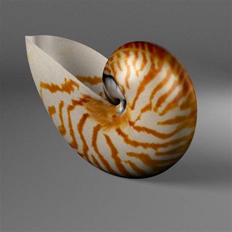 Nautilus Shell 3d Model