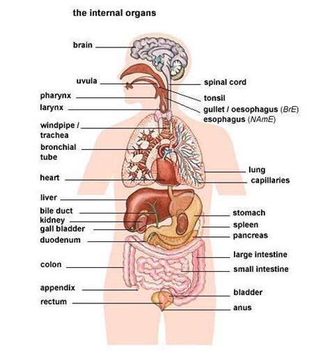 Internal parts of the body. Click on: HEAD, TOES, LEGS & NOSE... (BODY PARTS)