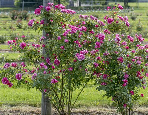 Raspberry Cream Twirl™ - Star® Roses and Plants
