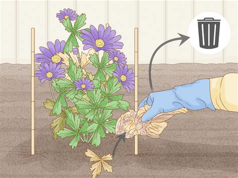How To Plant Anemone Corms Anemone Bulbs