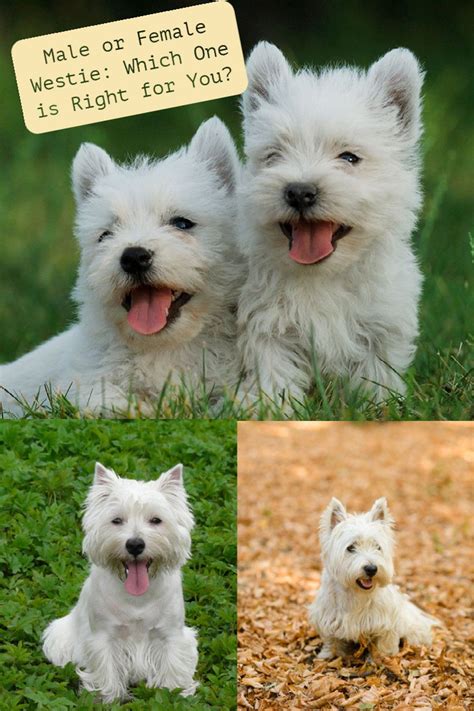 Male Or Female Westie Which One Is Right For You Male Vs Female West