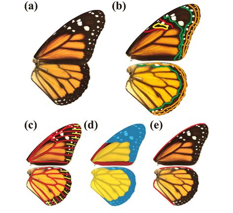 Müllerian Mimicry In Danaus Plexippus A The Dorsal Mimicry Pattern