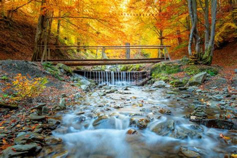 Autumn In Natural Park Colorful Forest Trees Small Wooden Bridge And