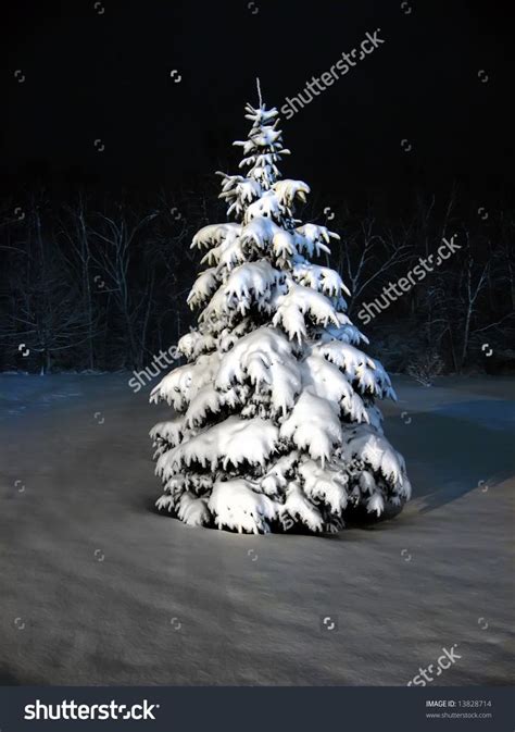 Snow Covered Pine Tree At Night Snow Covered Trees Tree Tree Images
