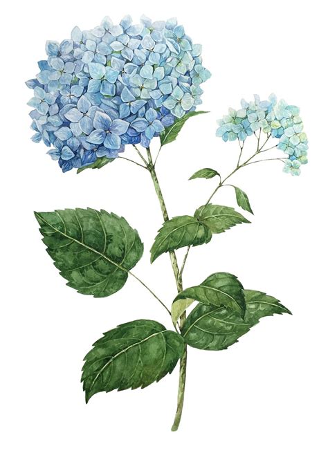 Blue Hydrangeas On Behance Botanical Drawings Hydrangeas Art