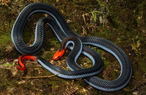 The Snake Of Paralysing Beauty Australian Geographic