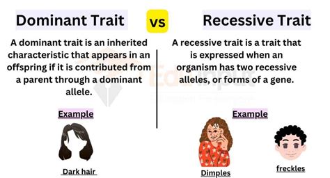 Differences Between Dominant And Recessive Traits