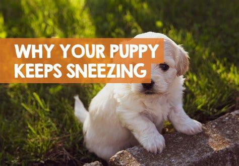 Even your new puppy's two random sneezes a day are quite normal as he is adapting to his life with you. Why Does My Puppy Keep Sneezing? + Head Shaking & Coughing