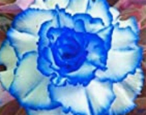 Rare Midnight Blue Rose Flower Tree Bush 21020 Or 30 Etsy