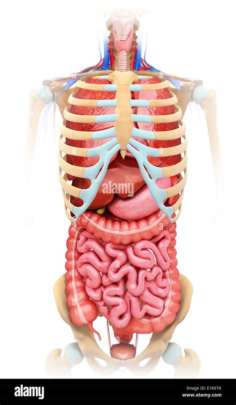 Menschlichen Verdauungssystem Und Brustkorb Computer Artwork Stockfoto