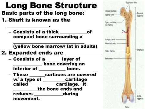 To know the structures of a synovial joint and a symphysis joint (intervertebral disc). PPT - Long Bone Structure PowerPoint Presentation, free ...