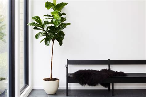 How To Decorate With Plants Sale Online Save 66 Jlcatjgobmx