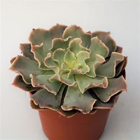 Echeveria Shaviana Peregrina Suculandia