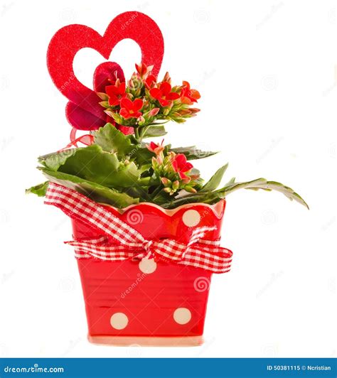 Red Kalanchoe Flowers With Red Heart Shape In A Red Flower Ceramic Pot