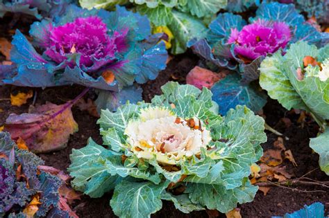 How To Grow And Care For Ornamental Kale And Cabbage Apartment Therapy