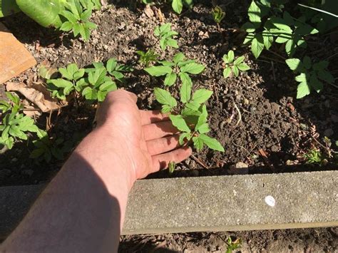 Senken sie die feuchtigkeit des bodens dauerhaft durch große mengen beigemischten sand. Giersch vernichten und entfernen - funktioniert! | Giersch ...