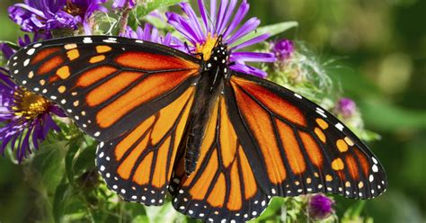 Free seed program hopes to help Monarch butterflies