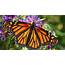 Free Seed Program Hopes To Help Monarch Butterflies