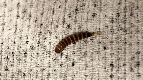How To Get Rid Of Bed Worms In 9 Steps And Prevent Them In Future