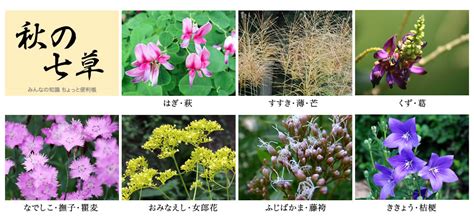 【みんなの知識 ちょっと便利帳】『植物知識』 「秋の七草」についての牧野富太郎の説を読む
