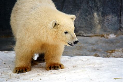 The Assiniboine Park Conservatory Needs Help Naming These Fluffy Polar