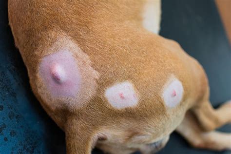 Lumps On Dogs Are They Cancer Dog Cancer Dog Pictures Animal Bites