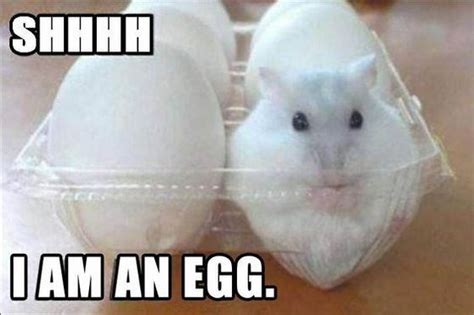 20 Funny Rabbit Memes Funny Hamsters Funny Animal Quotes Animal Jokes