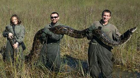17 Foot Long Burmese Python Caught In Everglades