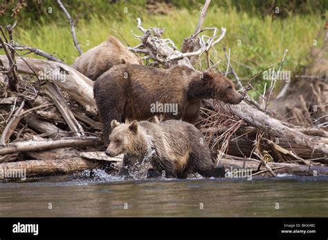 Mother And Two Grizzly Bear Cubs Balance On Fallen Trees To Catch