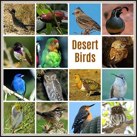 Desert Birds And Adaptations Types Of Desert Birds Bioexplorer