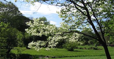 Video Great British Trees The Dogwood The Word Forest Organisation