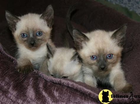 All our siamese are litter box trained and very sociable , very playful great with kids. Siamese Kitten for Sale: Applehead Siamese Kittens in ...