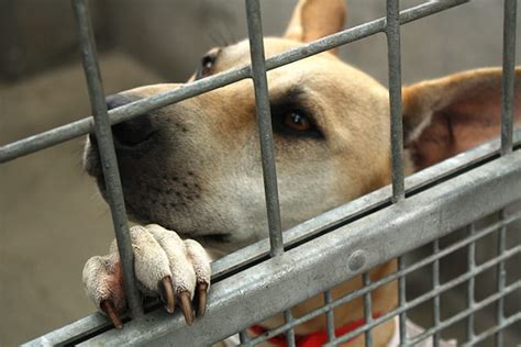 10 Surprising Things About Animal Shelters