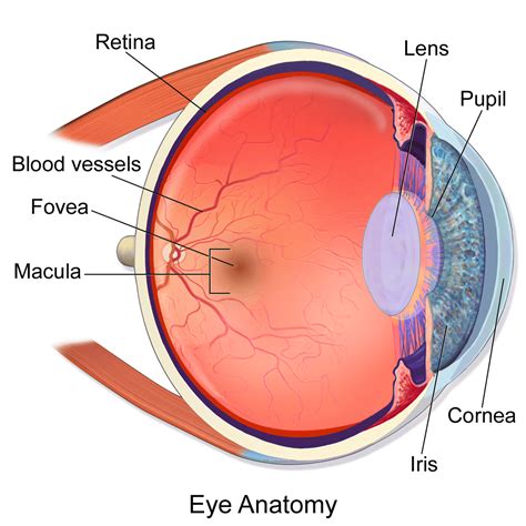 Iris Retina Edupointbd