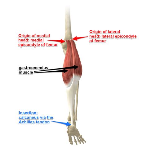 Gastrocnemius Muscles Gastrocnemius Muscle Muscle Anatomy Yoga Anatomy