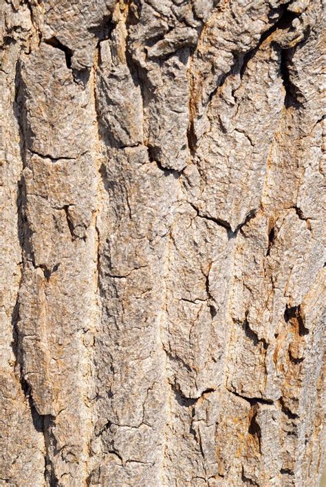 Brown Rough Tree Bark Texture Stock Photo Image Of Plant Protection