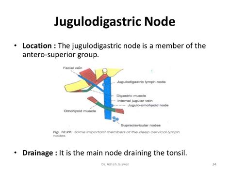 Jugulodigastric Lymph Node Level Slide 1 The Jugulodigastric Jd