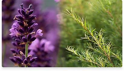 Tea Lavender Tree Larger Blends Special