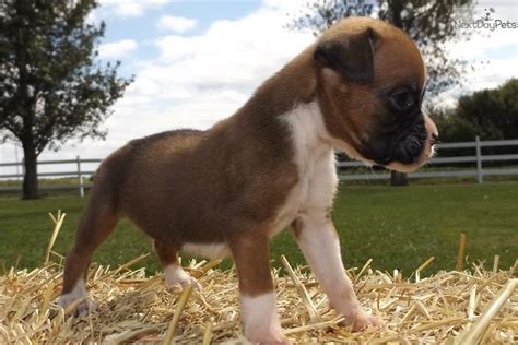 Timberline boxers offer akc boxer puppies that are raised in southeast kansas. Boxer puppy for sale near Kansas City, Missouri. | 577d381d-34a1