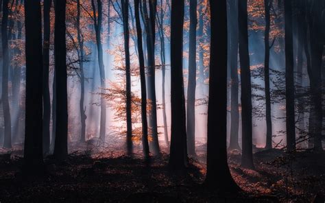 4539259 Nature Sunlight Poland Landscape Sun Rays Trees Mist