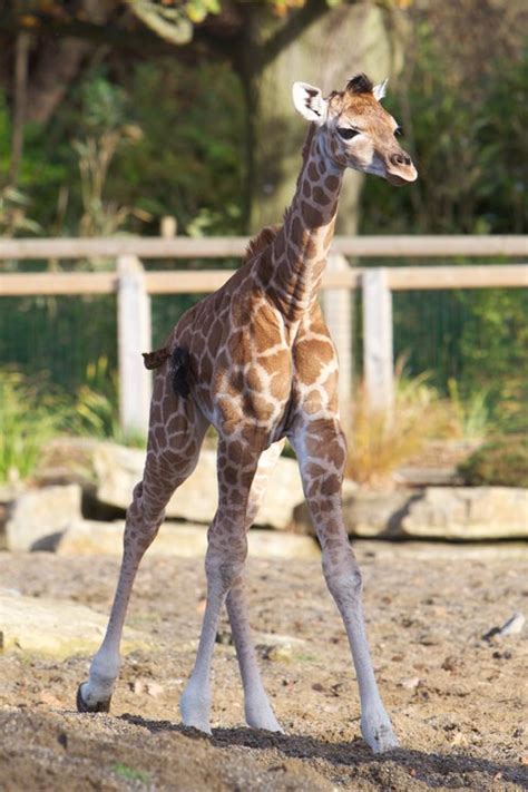 Dublin Zoos Newest And Tallest Addition Zooborns
