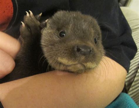 A Cute Otter Kit Waving Hello At Secret World ビーバー