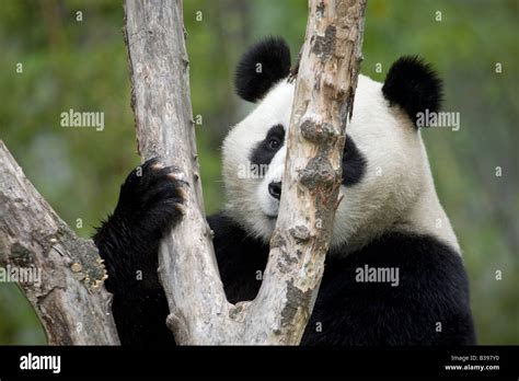 Giant Panda Peering Around A Tree Branch Wolong China Stock Photo Alamy